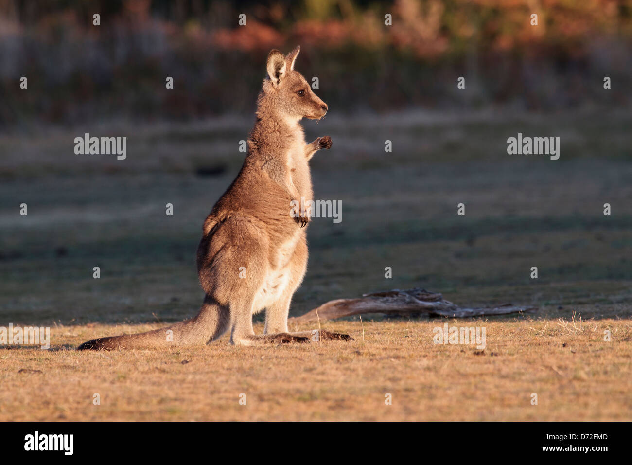 Young Forester ( Eastern grey ) kangaroo ( Macropus giganteus ) viewed side on Stock Photo