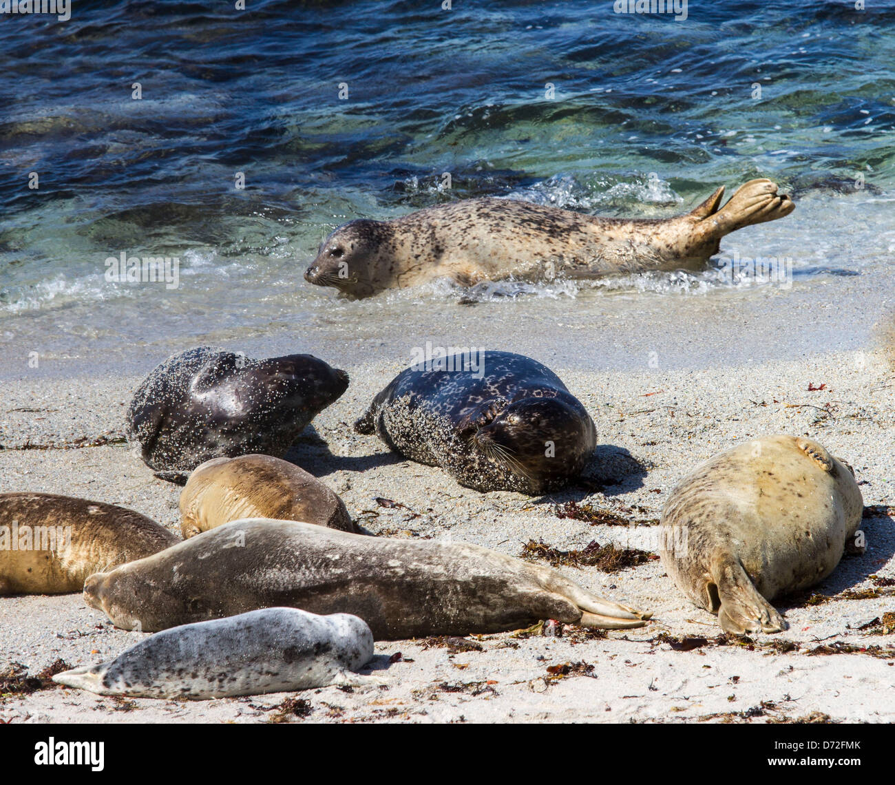 Harbor seals on the shore in Monterey California. Stock Photo