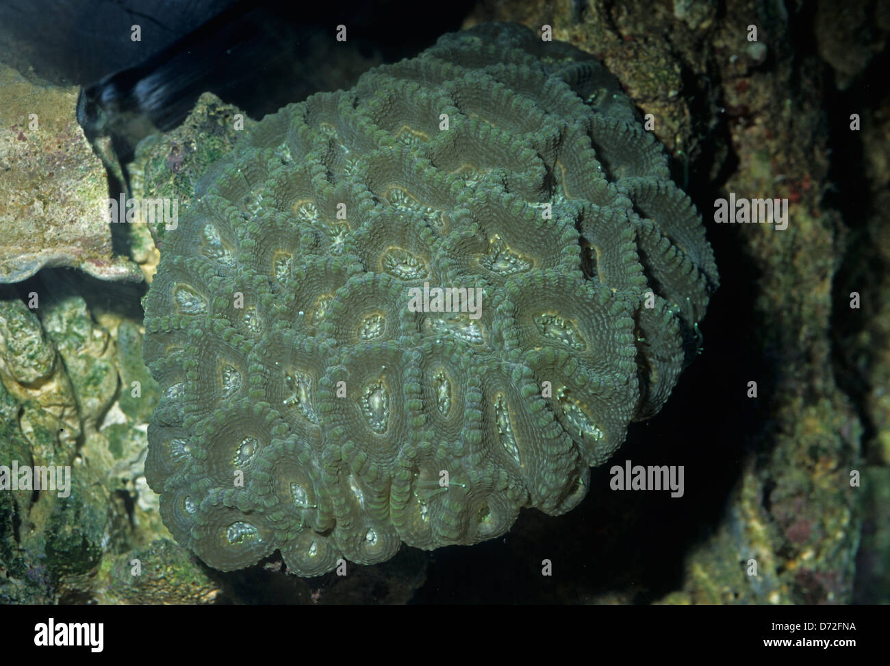 Brain Coral Favites sp. Cnidaria, madreporaria, Indo-pacif Ocean Stock Photo