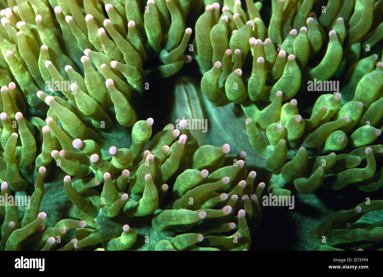 Elegance coral (Catalaphyllia jardinei), Cnidaria, madreporaria, Indo-pacif Ocean Stock Photo