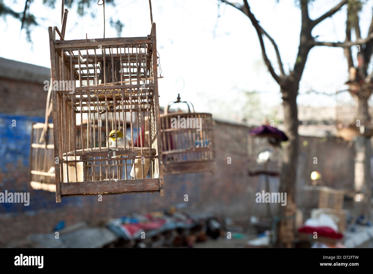 Birdcages hanging from a tree in the city of Kaifeng, Henan Province, China Stock Photo