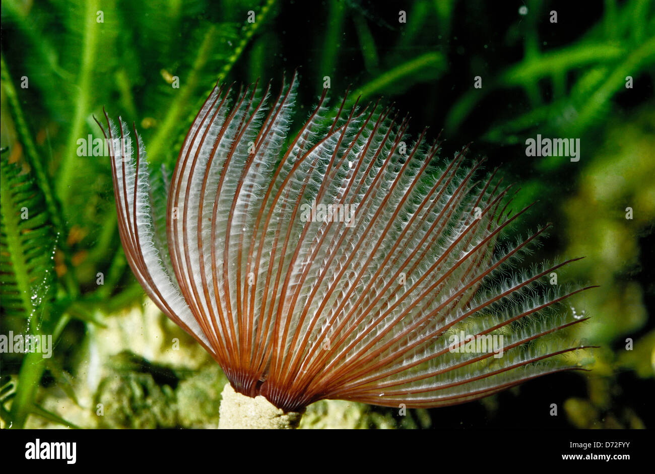 Feather Duster Worm/Tube Worm. Sabellastarte sp., Anellida, Indo-pacific ocean Stock Photo
