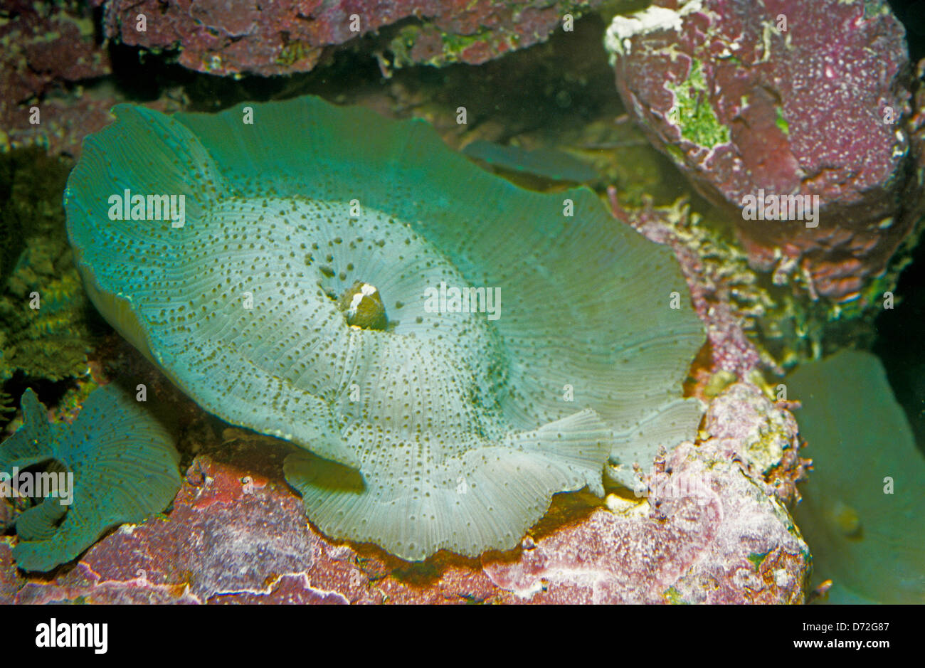 Mushroom coral, Discosoma sp., Discosomatidae, Indo-pacific ocean Stock Photo