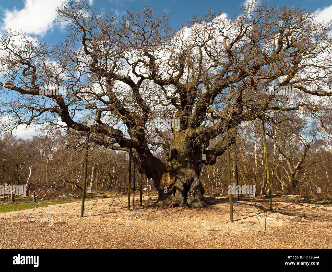 Major Oak. A massive English Oak tree located in Sherwood Forest. According to local folklore, it was Robin Hood's shelter. Stock Photo