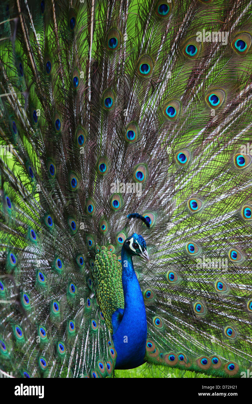 Indian Peafowl or Blue Peafowl (Pavo cristatus) Peacock Stock Photo