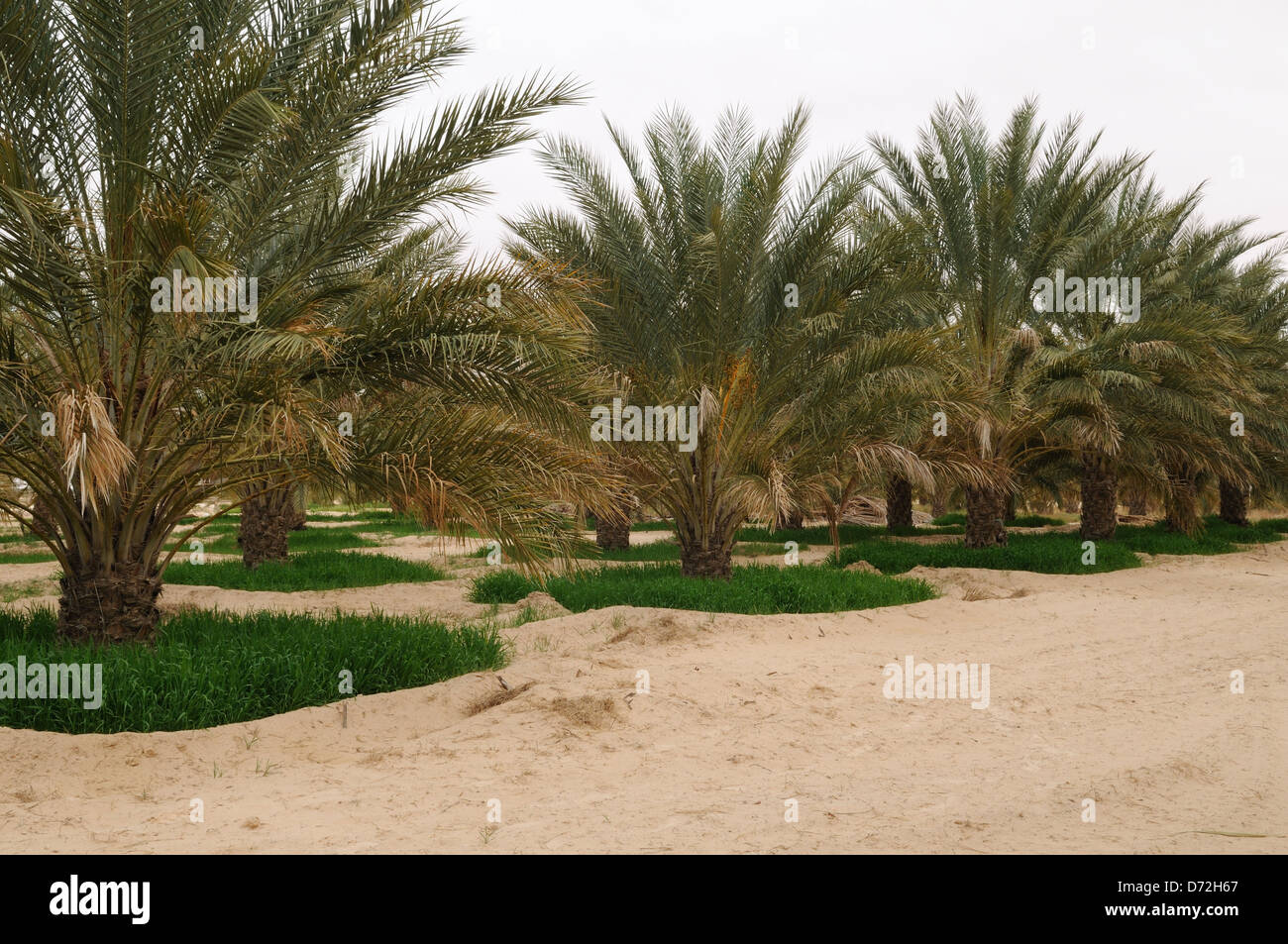 barley growing under date palm trees in the Sahara Desert to maximize