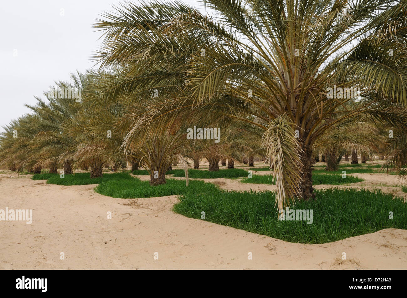 barley growing under date palm trees in the Sahara Desert to maximize use of soil Zaafrane near Douz Tunisia Stock Photo