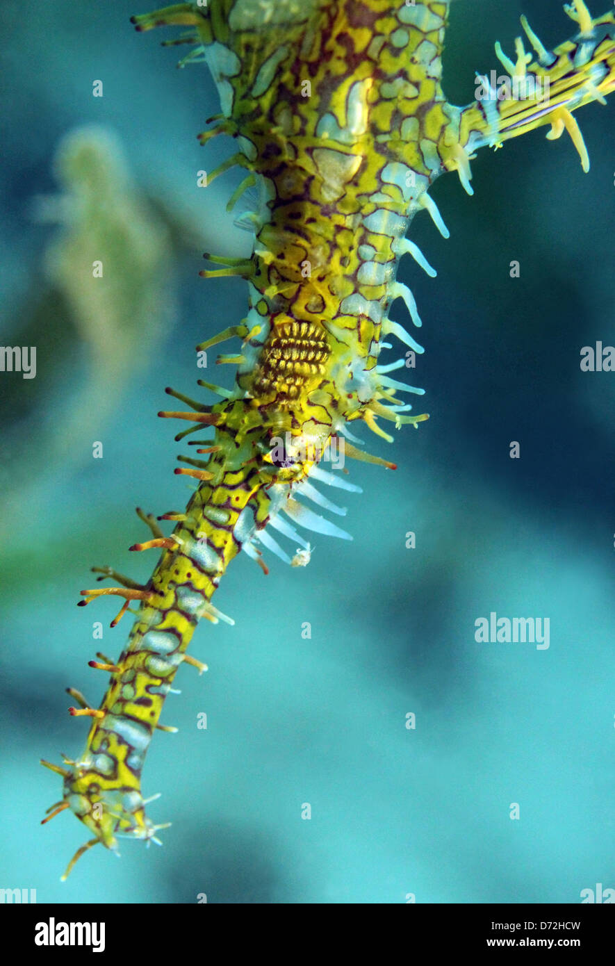 Close-up of a Harlequin Ghost Pipefish (Solenostomus Paradoxus), Lembeh Strait, Indonesia Stock Photo