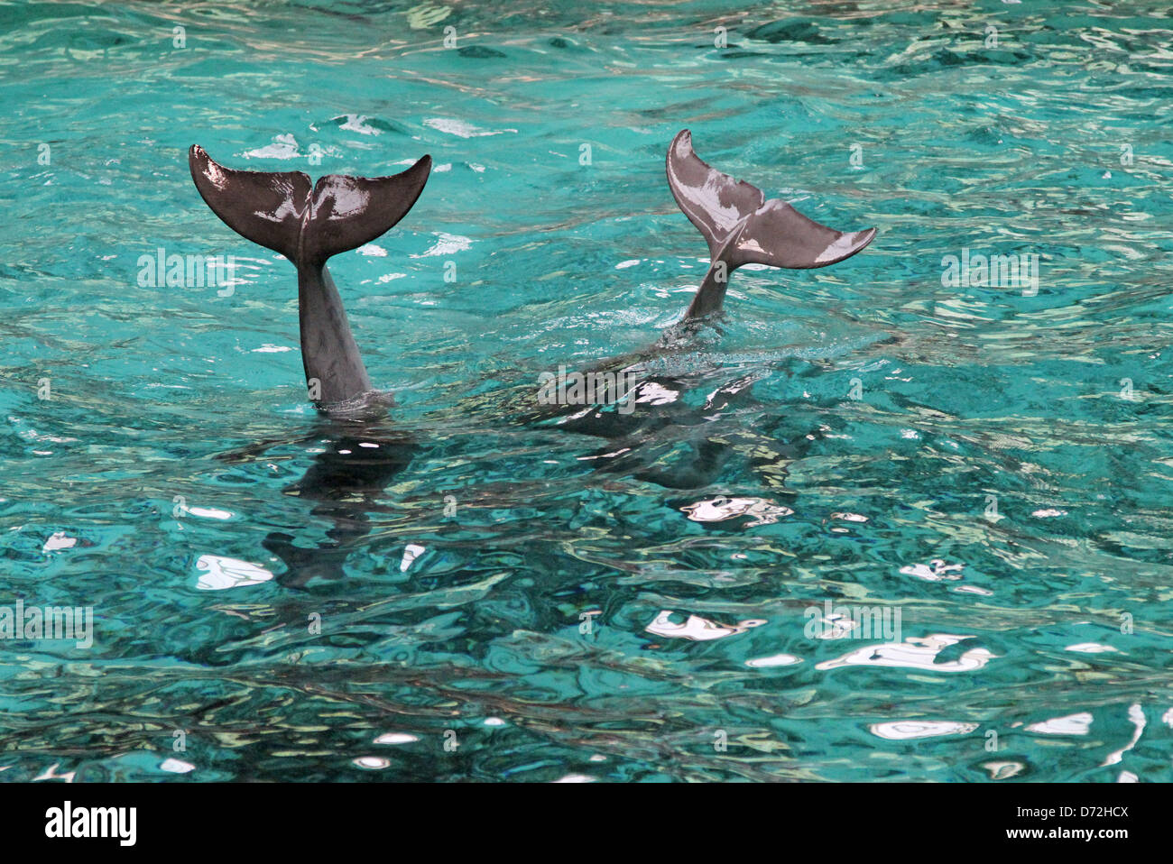 Muenster, Germany, tail fins of dolphins Stock Photo Alamy
