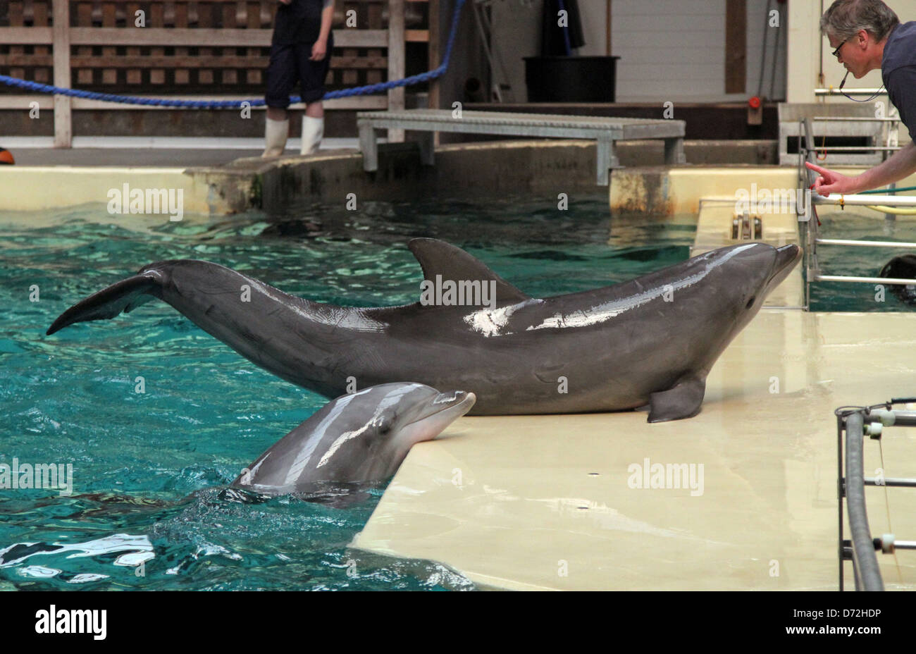 Muenster, Germany, animal trainers and dolphins Stock Photo