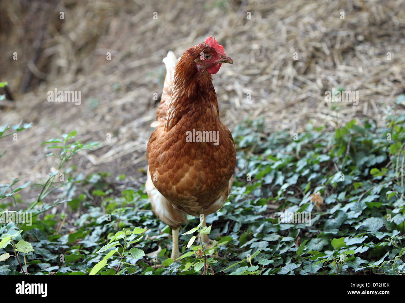 Free range chicken farm house hires stock photography and images Alamy
