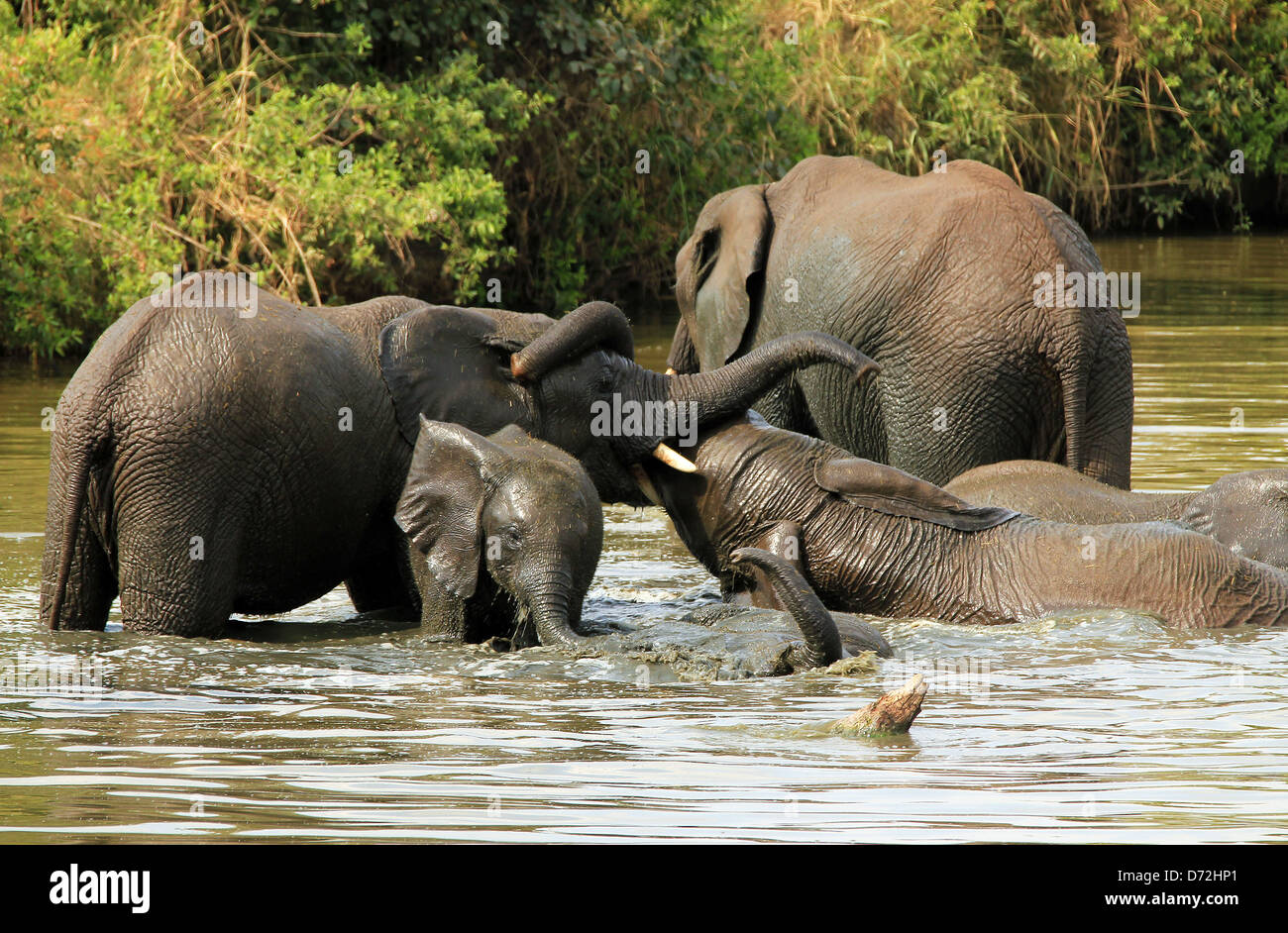 African Elephants (Loxodonta Africana) Wrestling in the Mud, Serengeti, Tanzania Stock Photo