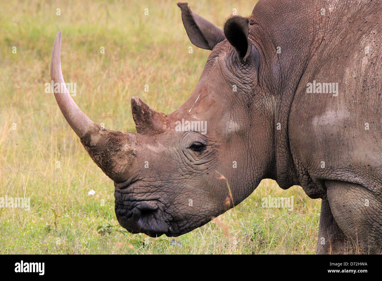 Close-up of a White Rhino (Ceratotherium Simum), Lake Nakuru, Kenya Stock Photo