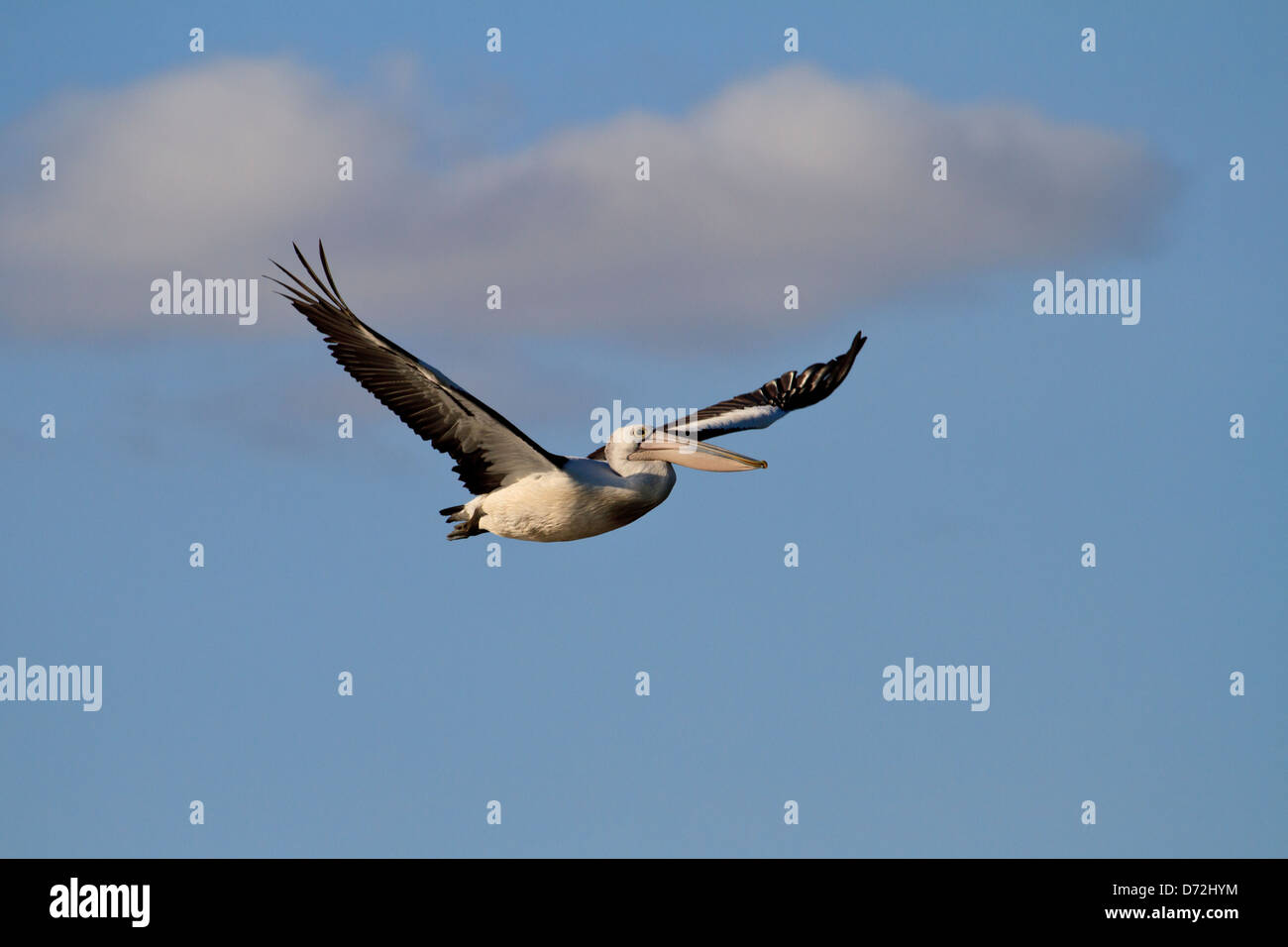 Australian Pelican (Pelecanus conspicillatus) flying in blue sky with ...