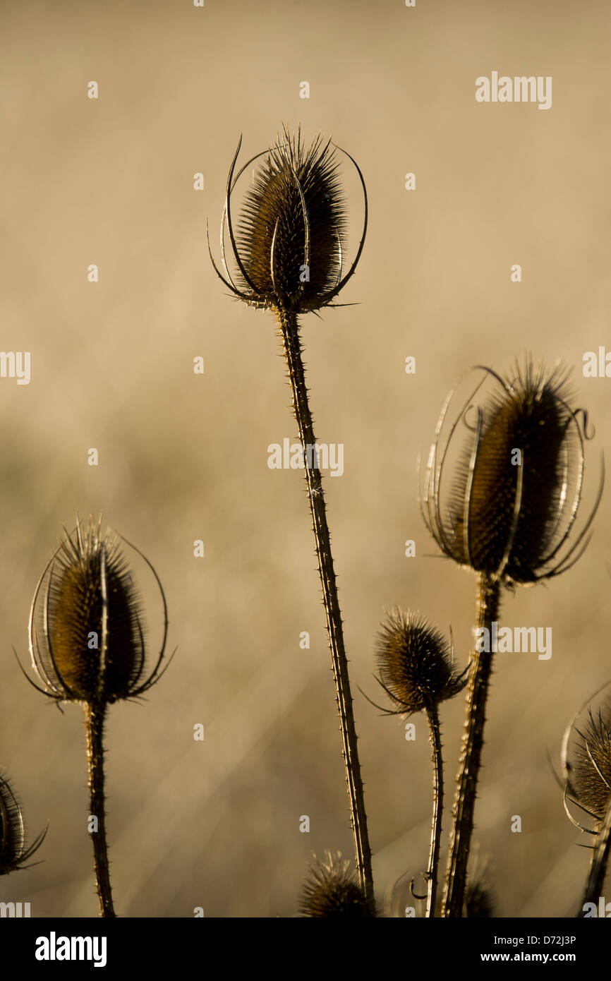 Teasel (Dipsacus sylvestris) with dry seed heads Stock Photo
