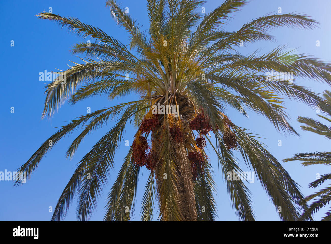 Palm tree dates, Sousse, Tunisia Stock Photo