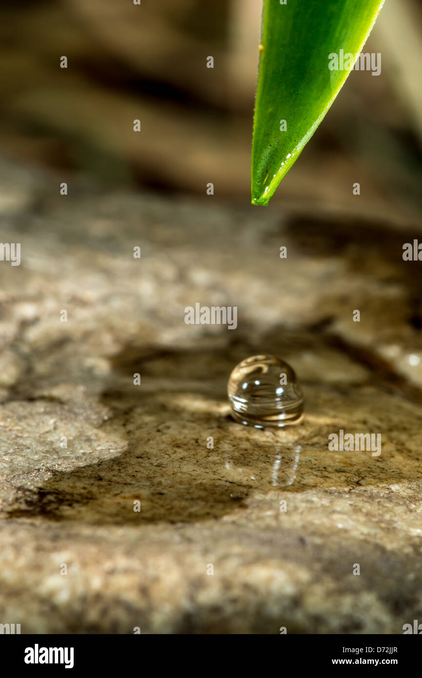Water droplet on leaf Stock Photo - Alamy