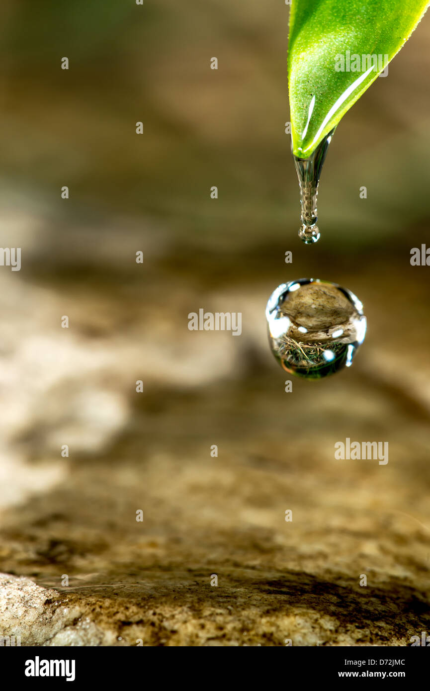 Water droplet on leaf Stock Photo - Alamy