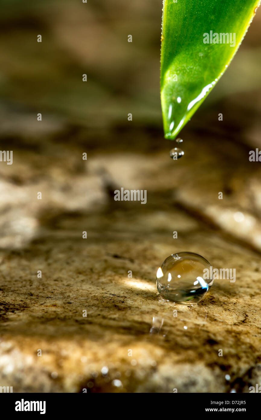 Water droplet on leaf Stock Photo - Alamy