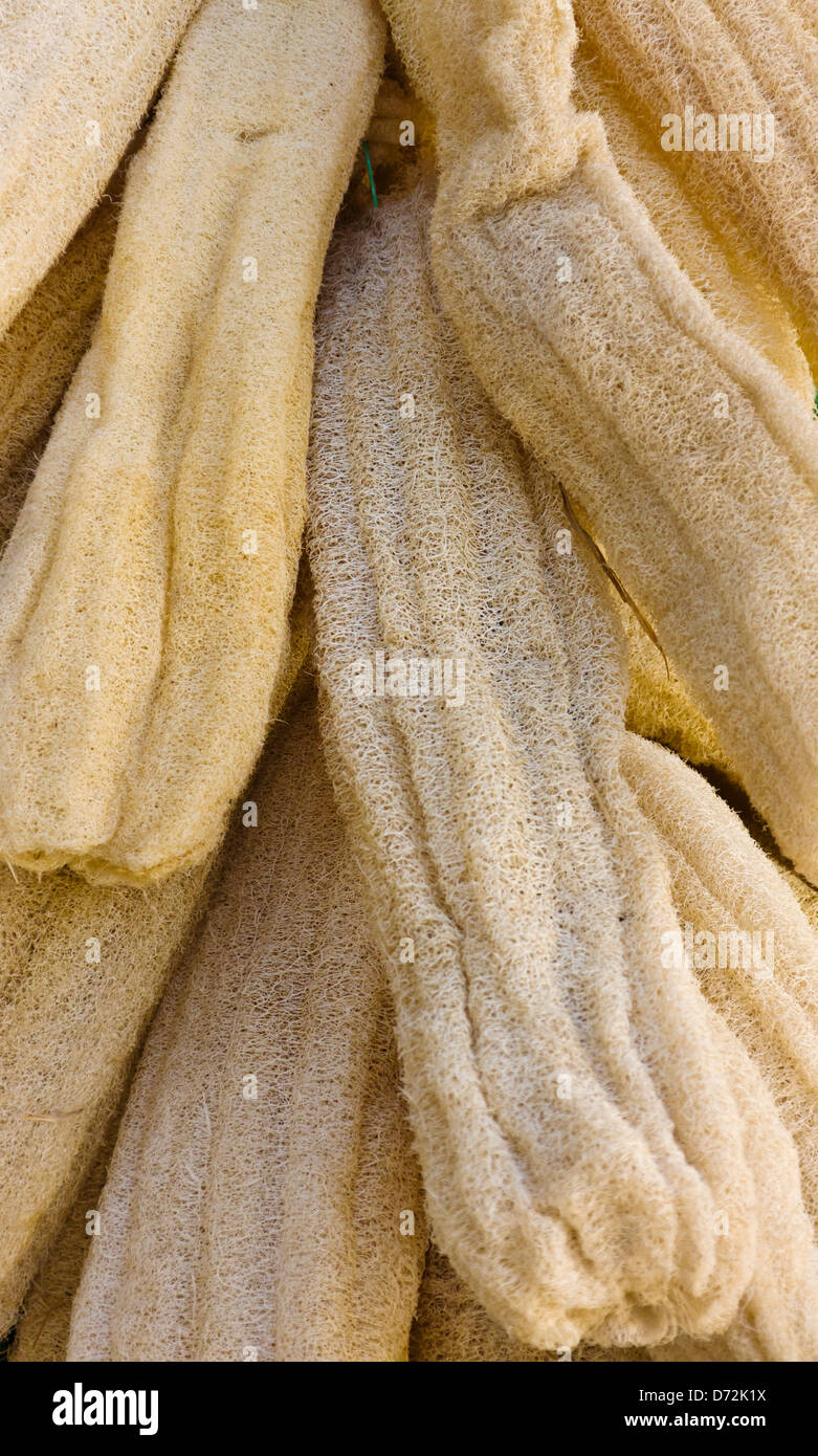 Luffa vegetable sponge, Tunisia Stock Photo
