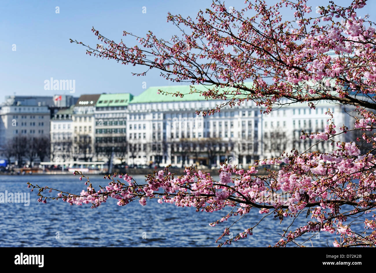 Spring blossom in the Inner Alster in Hamburg, Germany, Europe Stock Photo