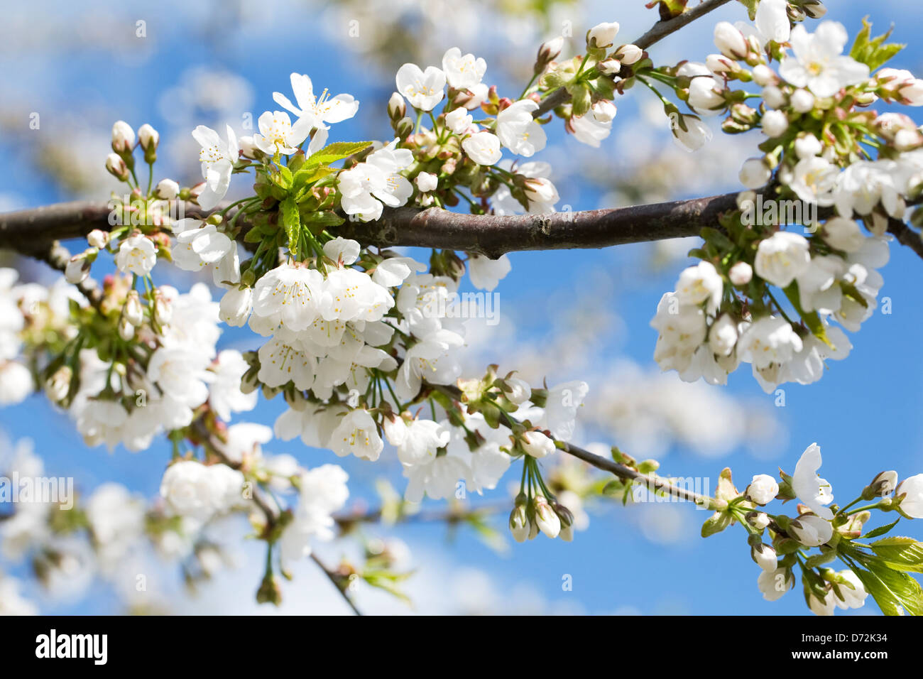 Prunus blossom against a blue sky. Flowering Cherry. Stock Photo