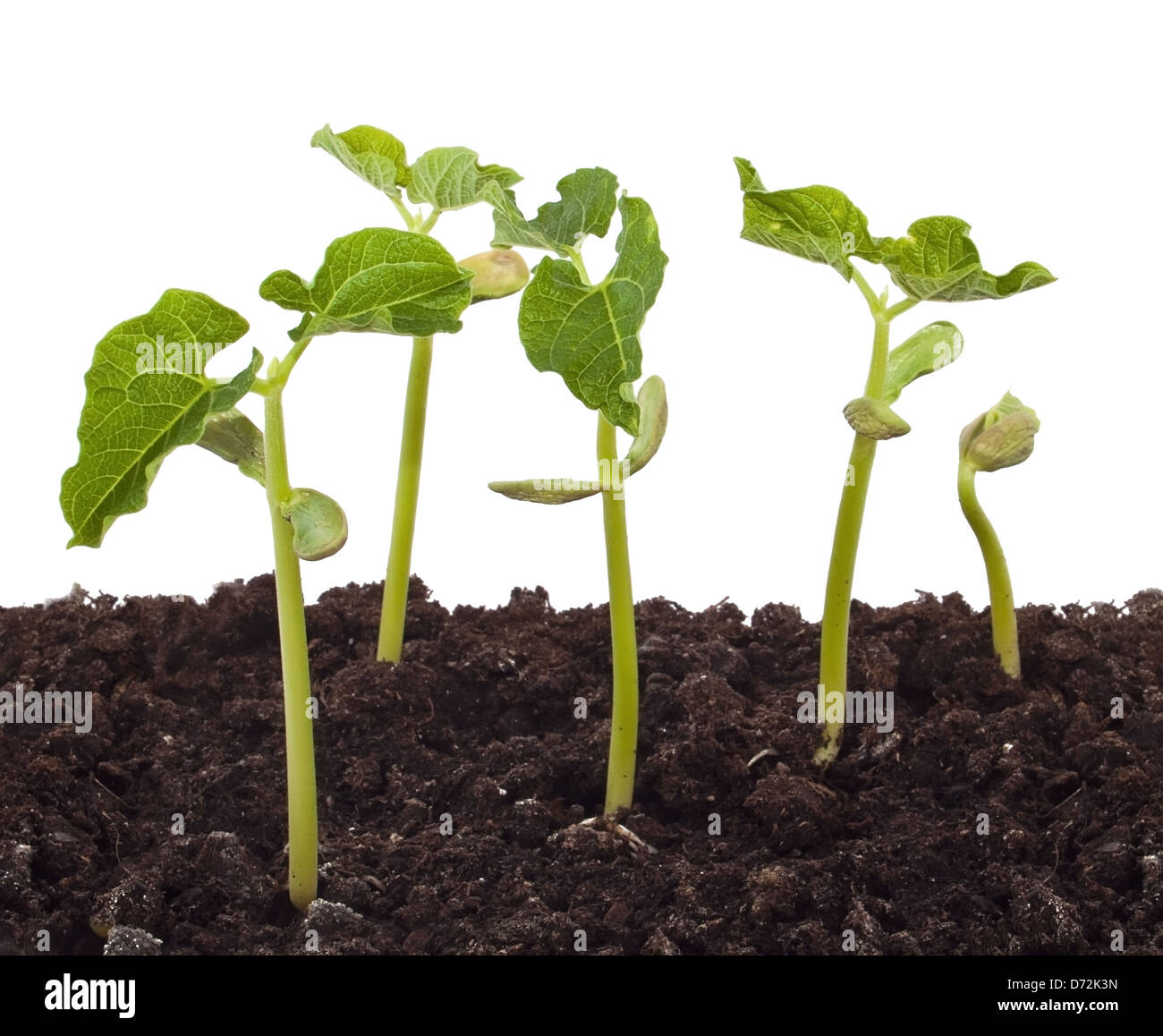 Groups of plants growing in soil Stock Photo Alamy