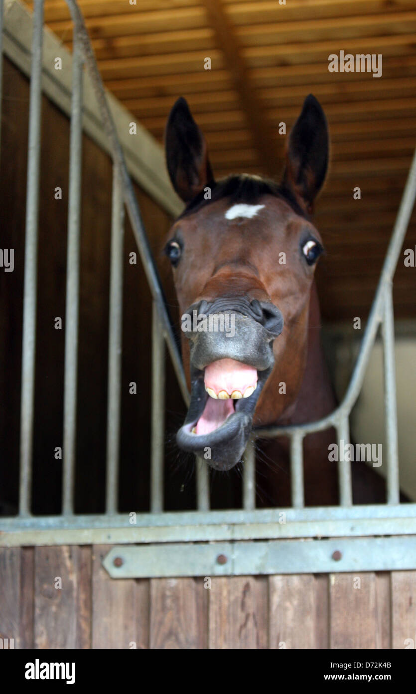 Exhausted horse hires stock photography and images Alamy