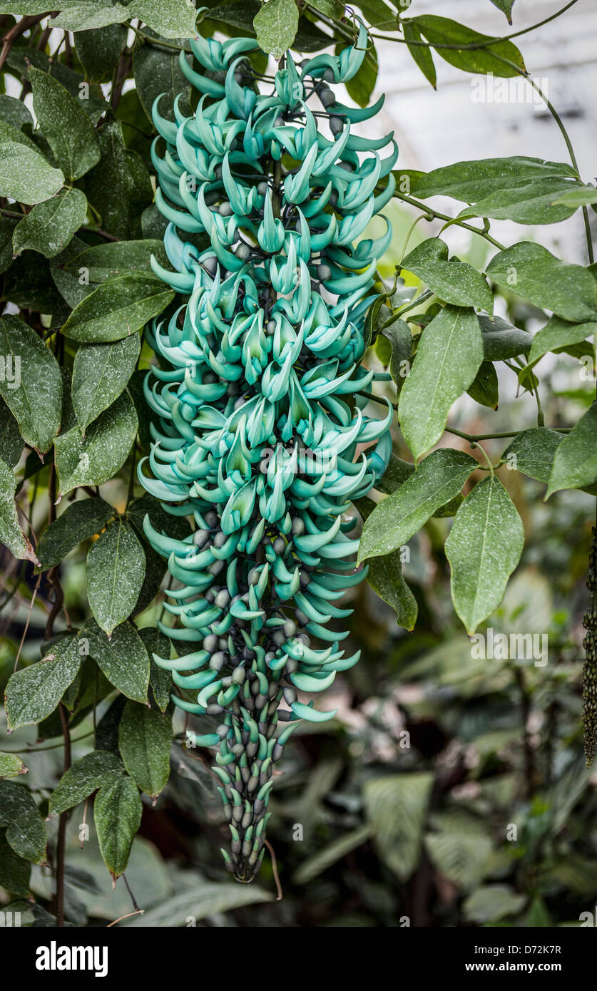 The Jade Vine, Strongylodon macrobotrys a tropical vine growing in the Glasshouse at Wisley
