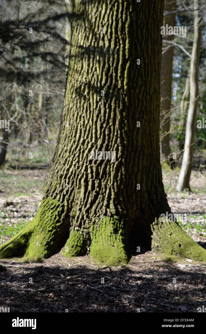 Tall stump wood hires stock photography and images Alamy