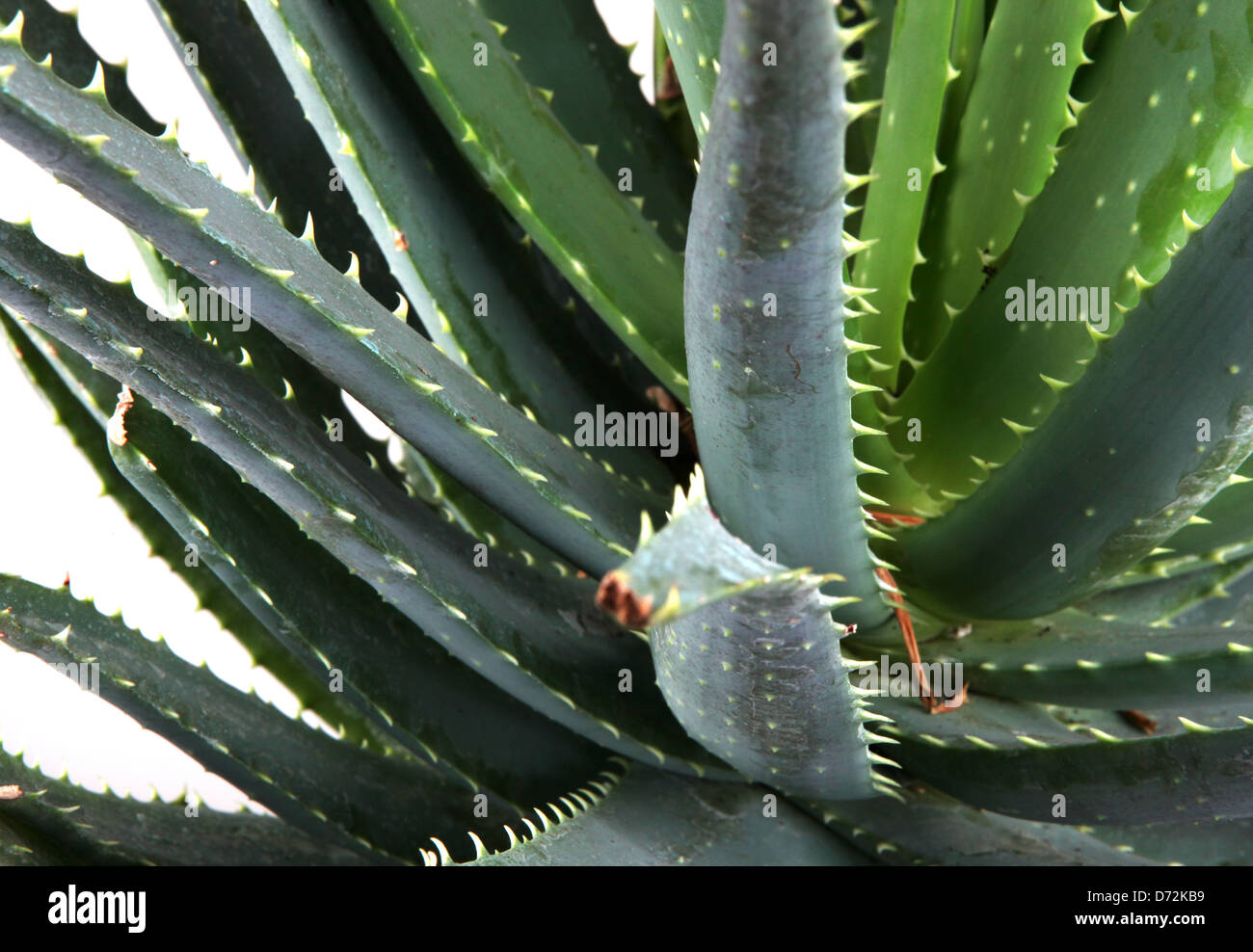 aloe vera Stock Photo