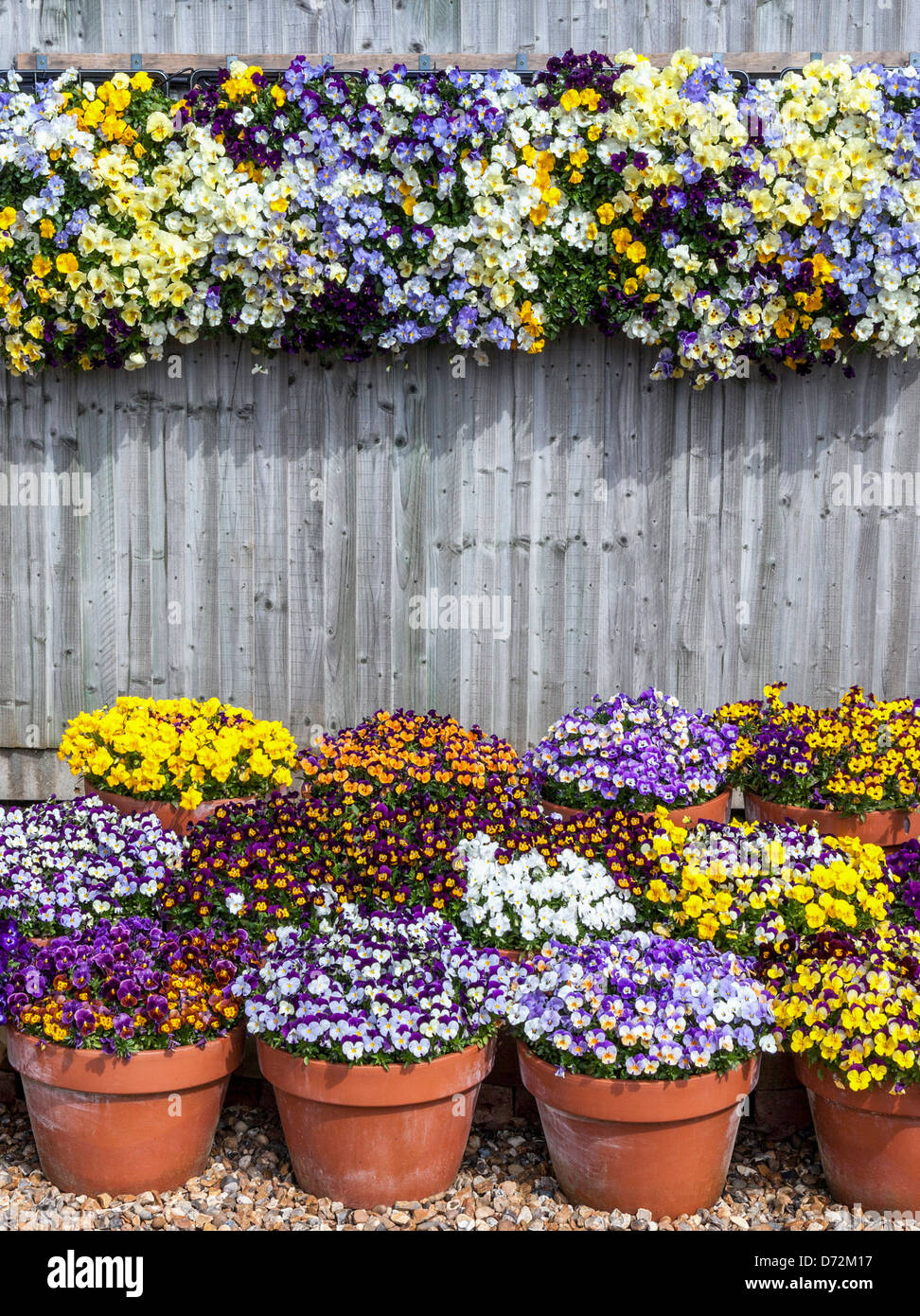 Colourful display of pansies and violas in pots at the Wisley RHS
