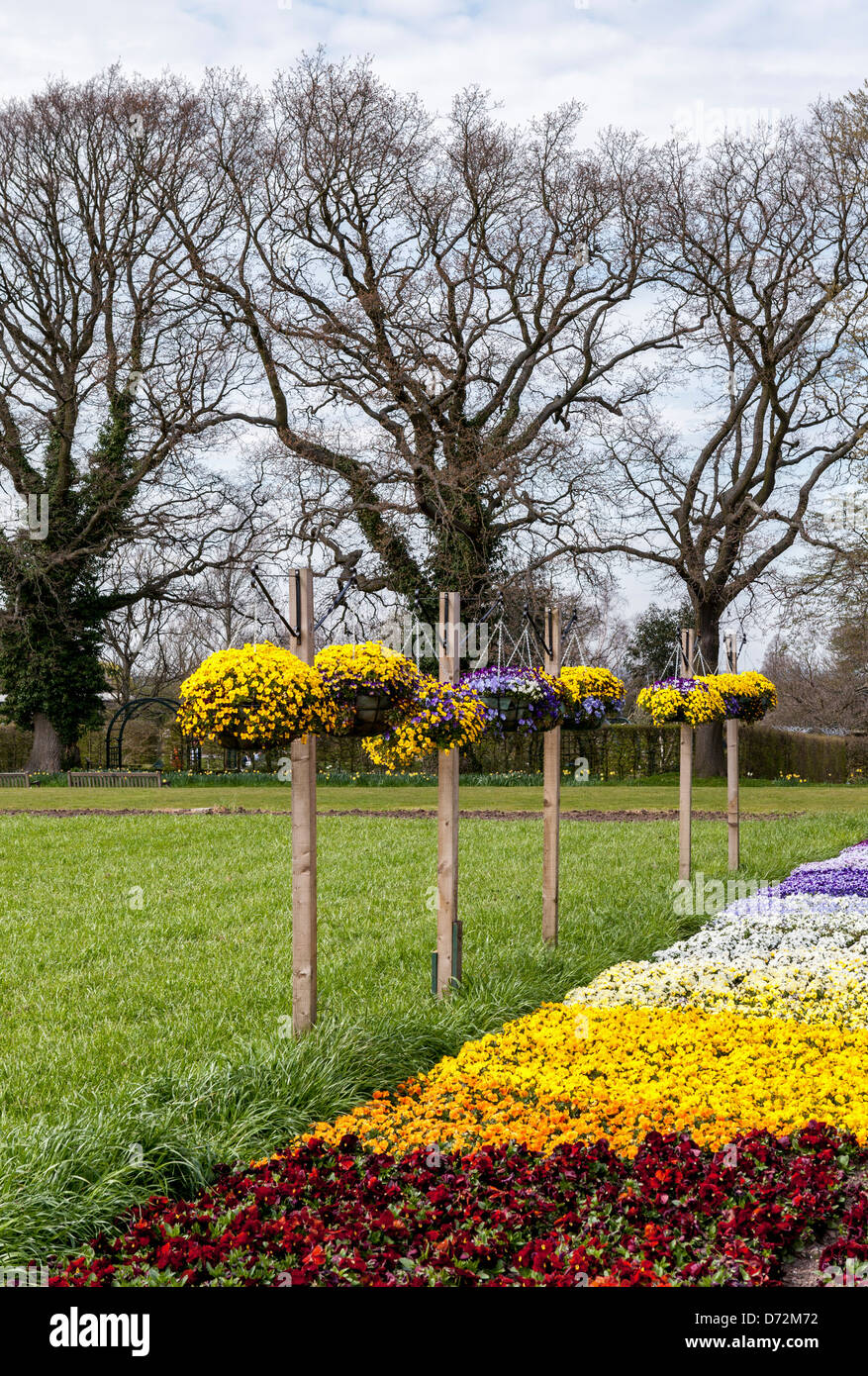 Colourful display of pansies and violas in pots and beds at the Wisley RHS garden Stock Photo