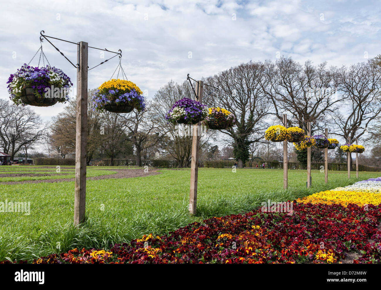 Colourful display of pansies and violas in pots and beds at the Wisley RHS garden Stock Photo