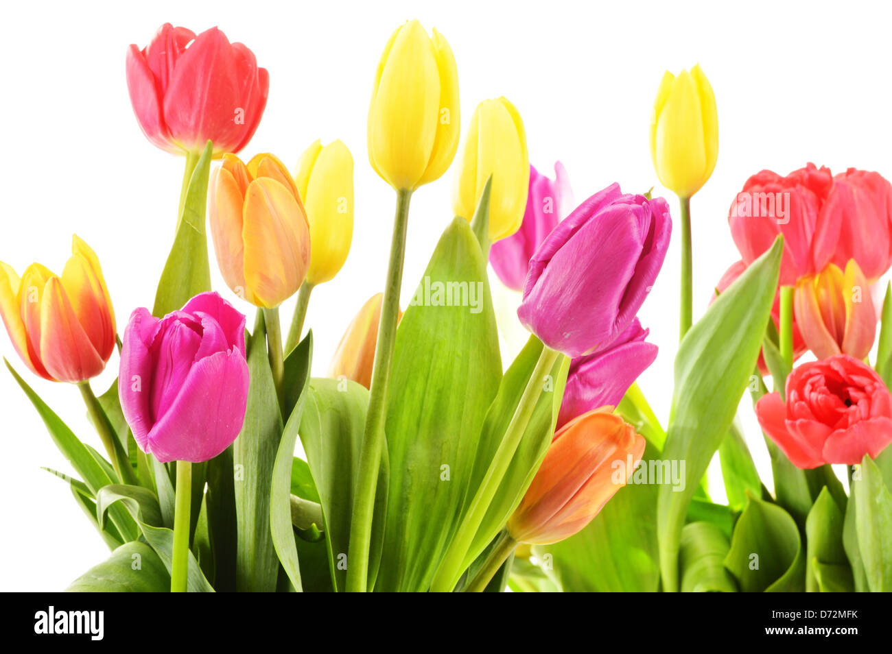 Bouquet of tulips isolated on white. Flowers Stock Photo - Alamy