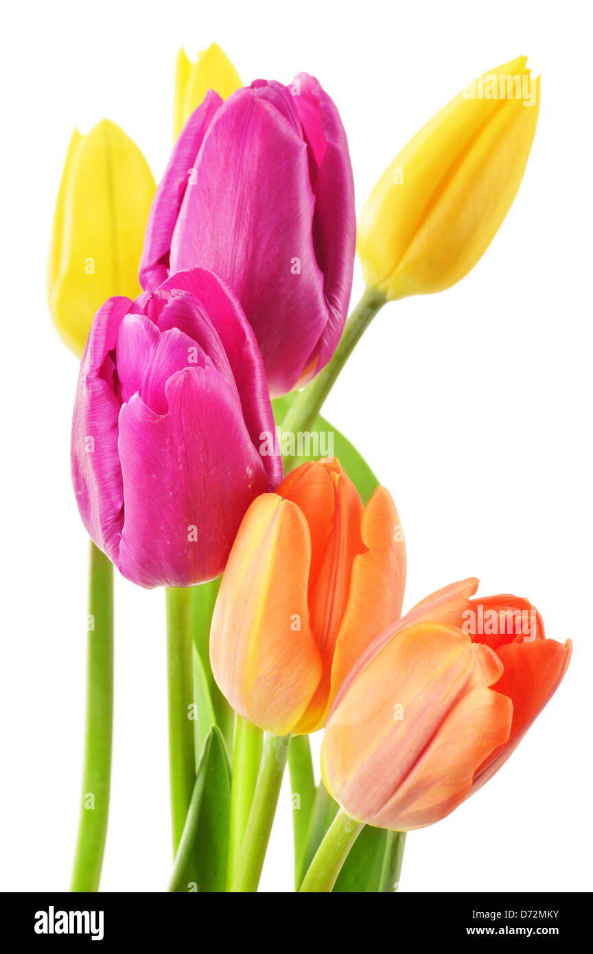 Bouquet of tulips isolated on white. Flowers Stock Photo - Alamy