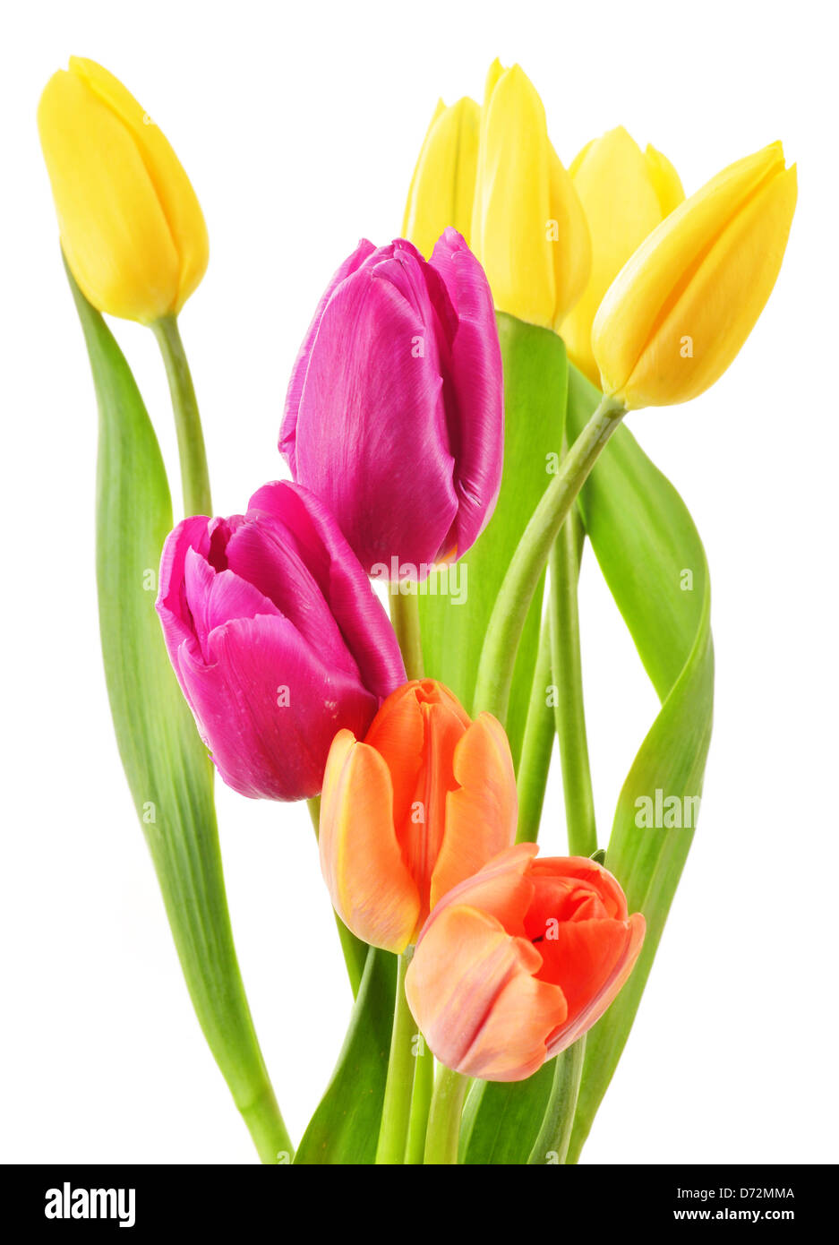 Bouquet of tulips isolated on white. Flowers Stock Photo - Alamy