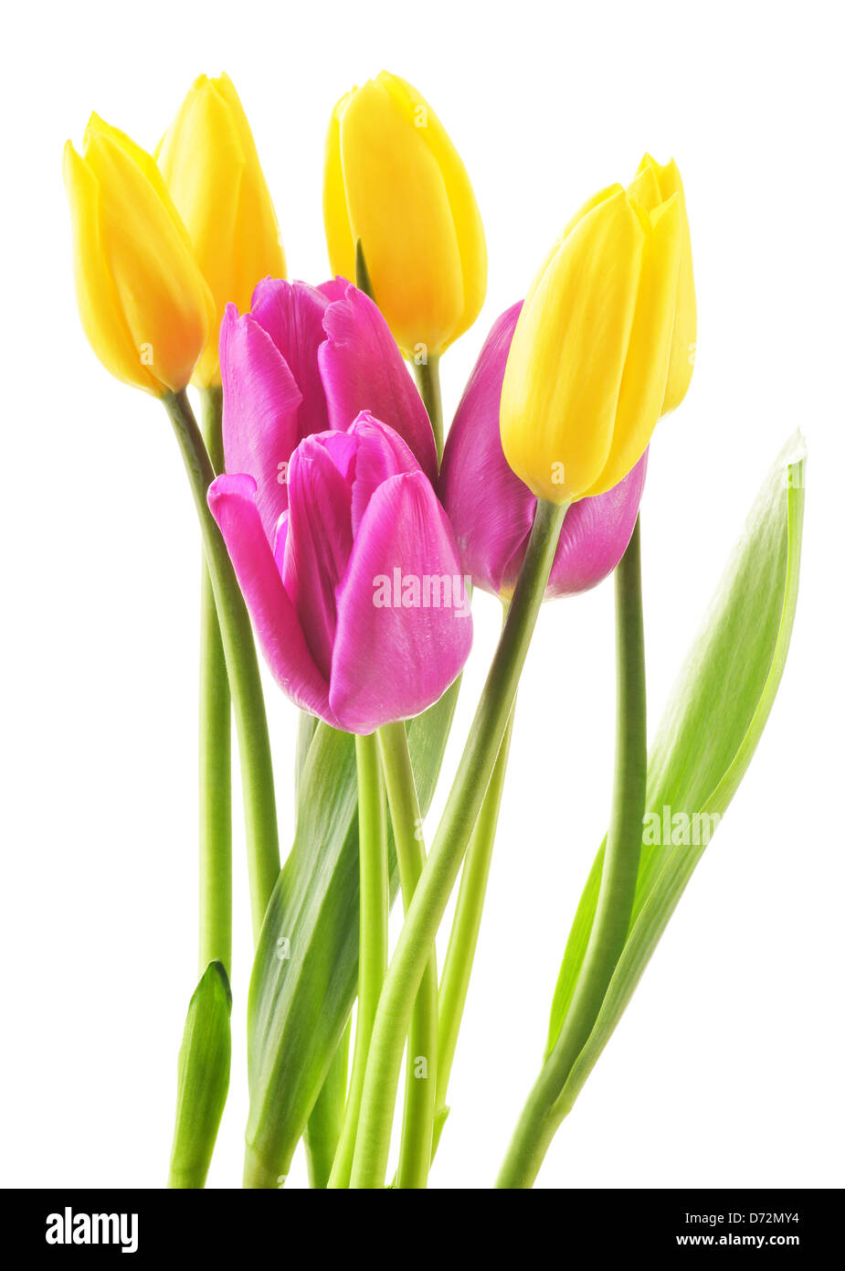 Bouquet of tulips isolated on white. Flowers Stock Photo - Alamy