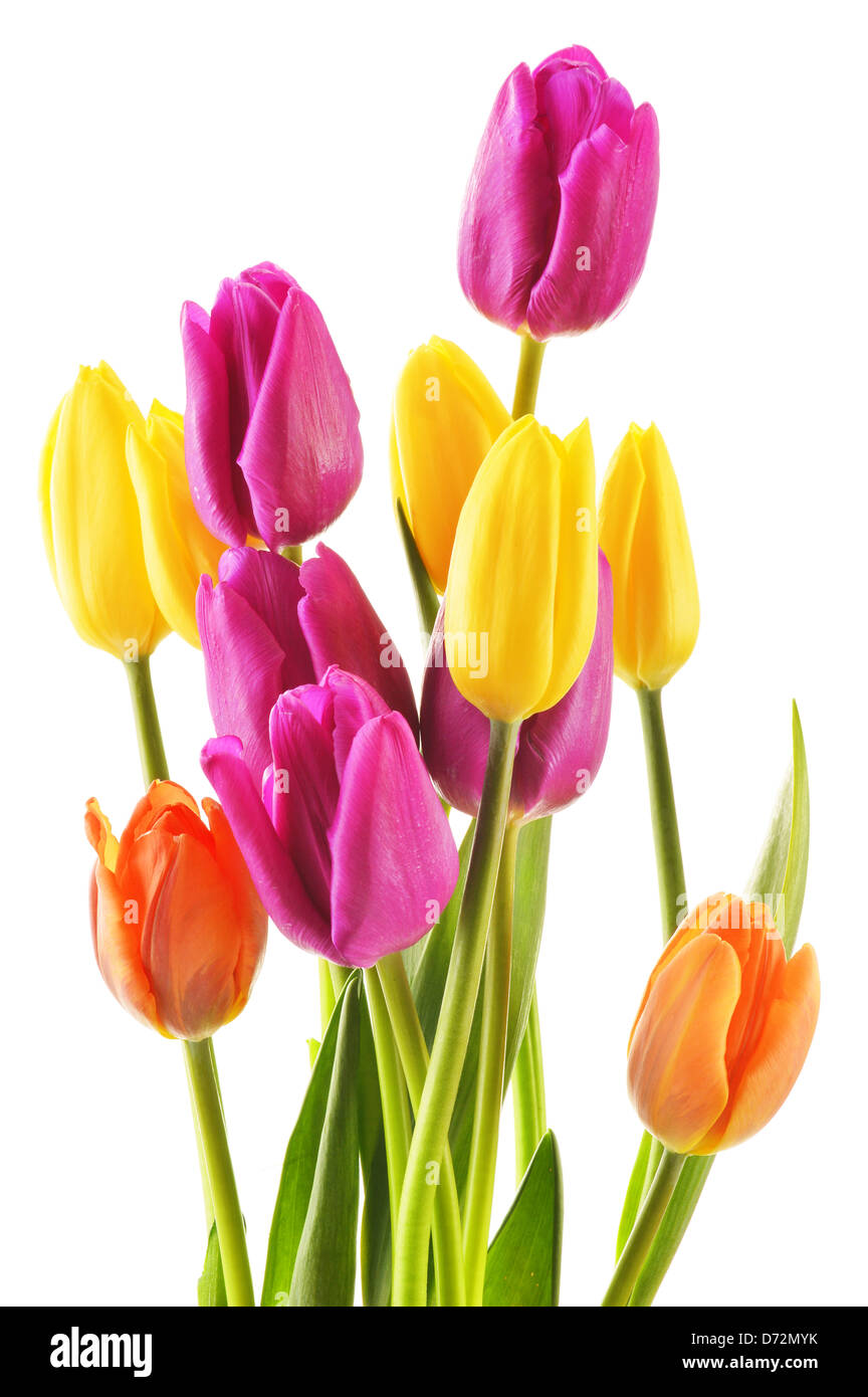 Bouquet of tulips isolated on white. Flowers Stock Photo - Alamy