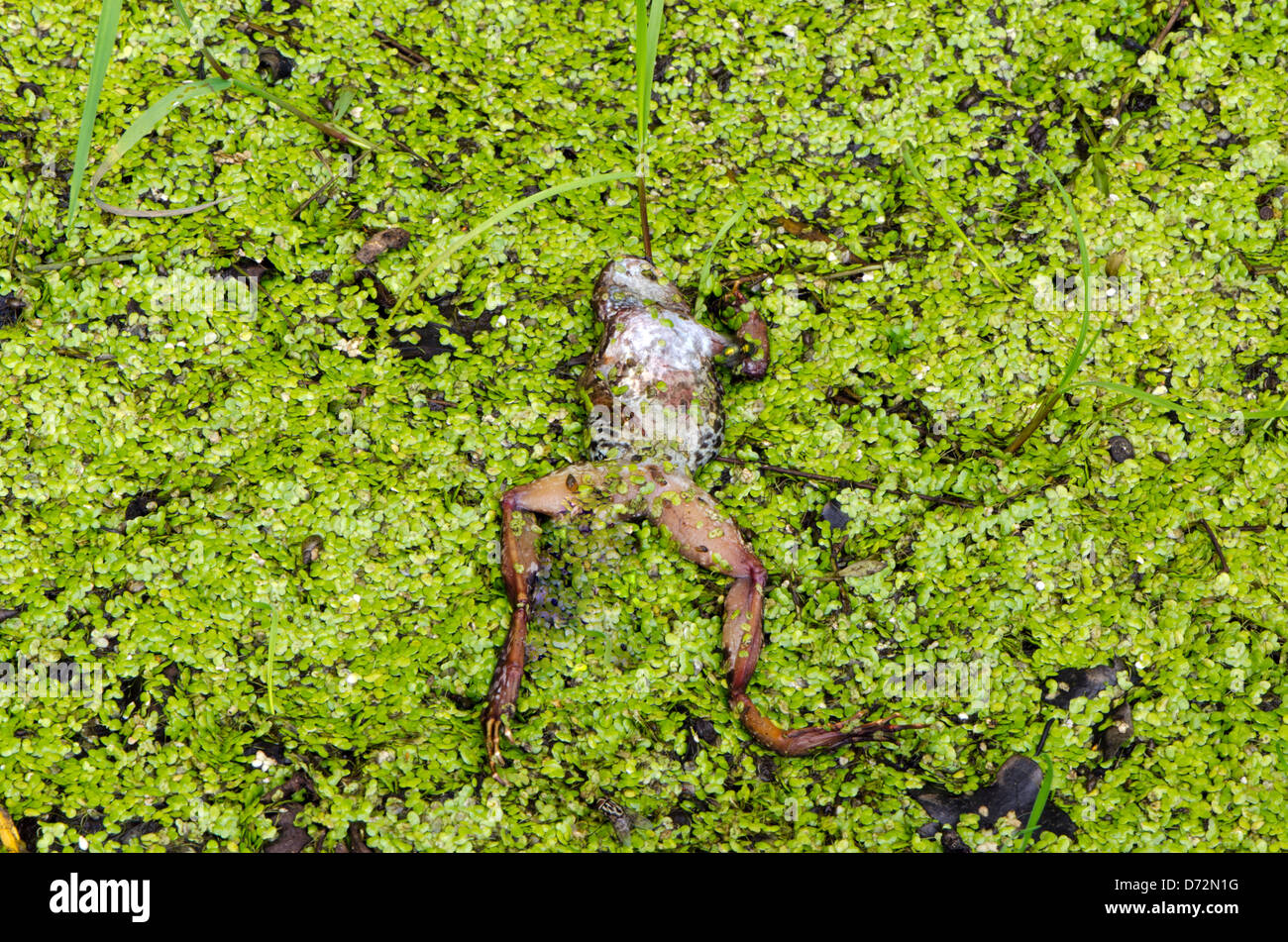 dead frog lie on wet swamp ground covered with green plants. Stock Photo