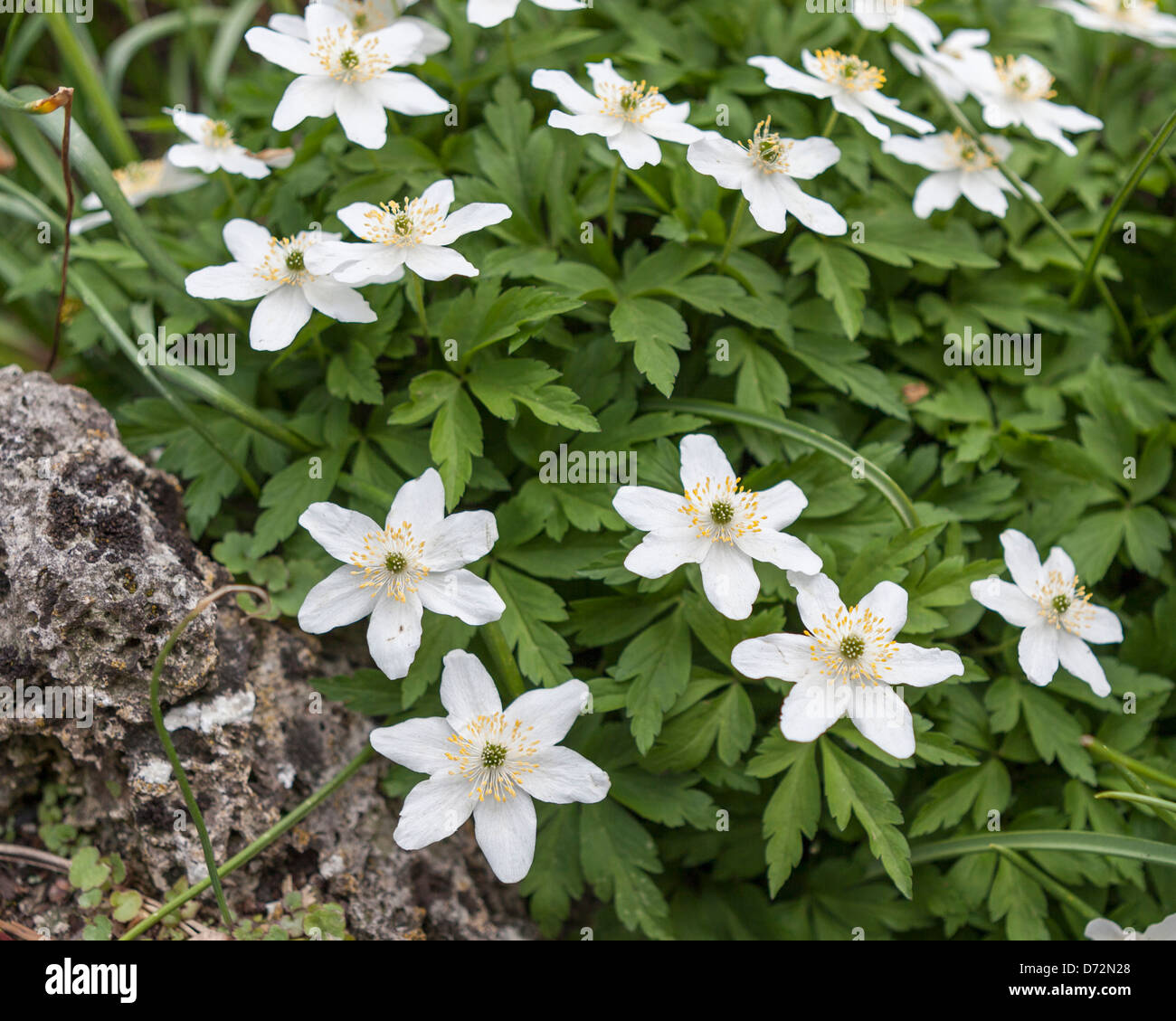 White flowers of the wood anenome, anenome nemorosa, in spring at Wisley RHS Garden Stock Photo