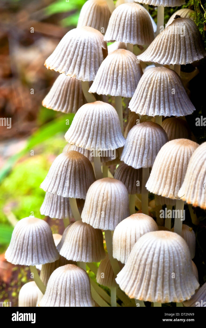 Group of Fairy inkcap mushrooms Stock Photo - Alamy