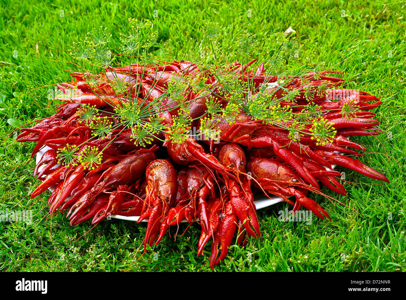 Cooked crayfish wih dill on plate placed on grass Stock Photo