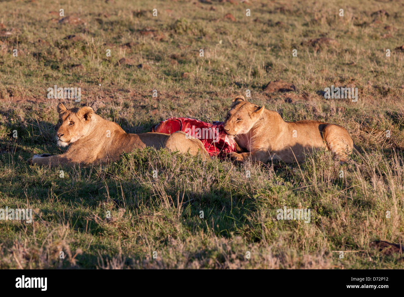 Lions and prey Stock Photo