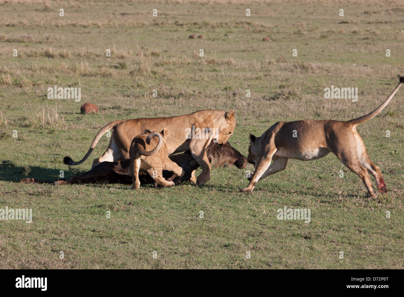 Lions and prey Stock Photo
