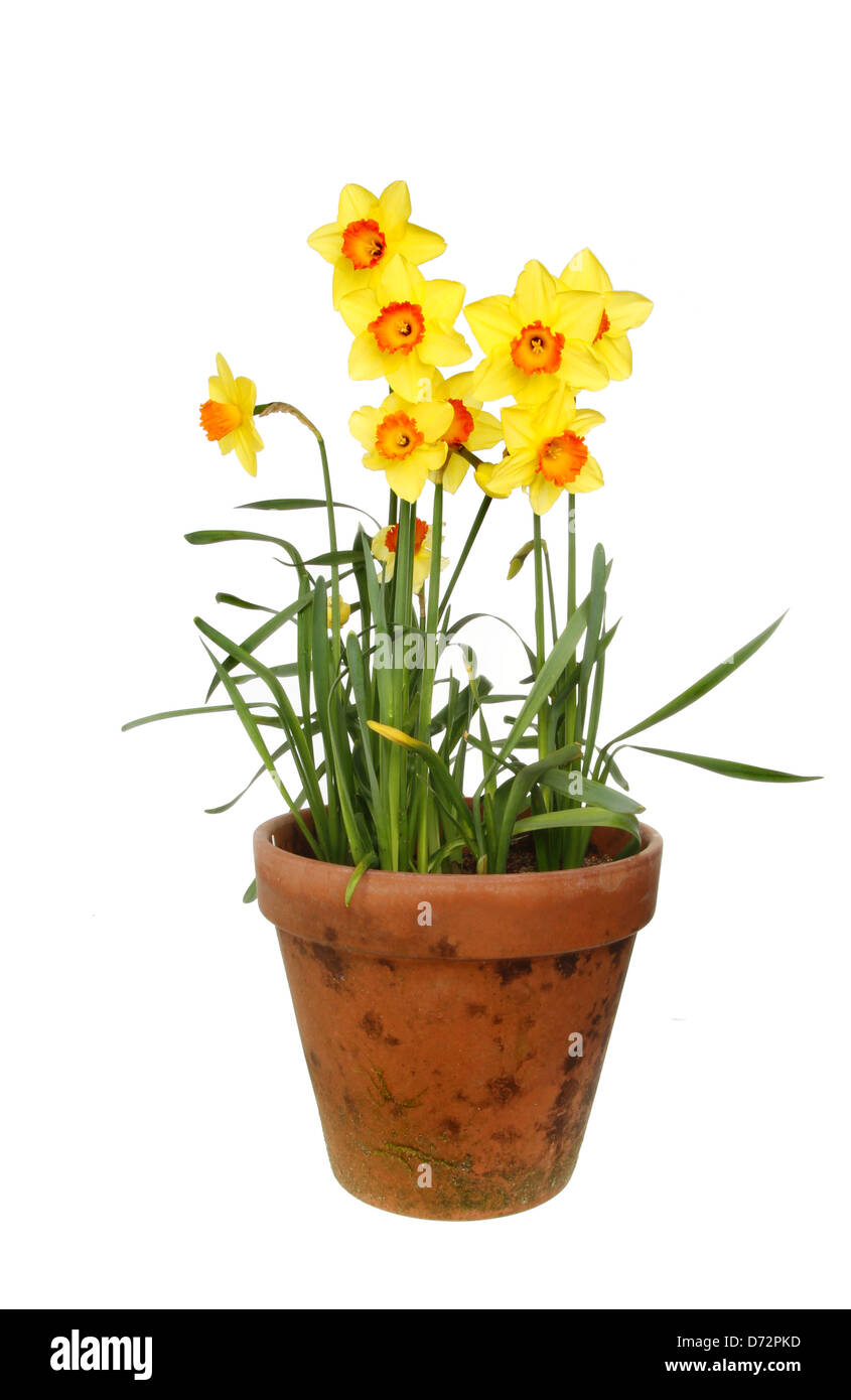 Daffodils in a terracotta plant pot isolated against white Stock Photo