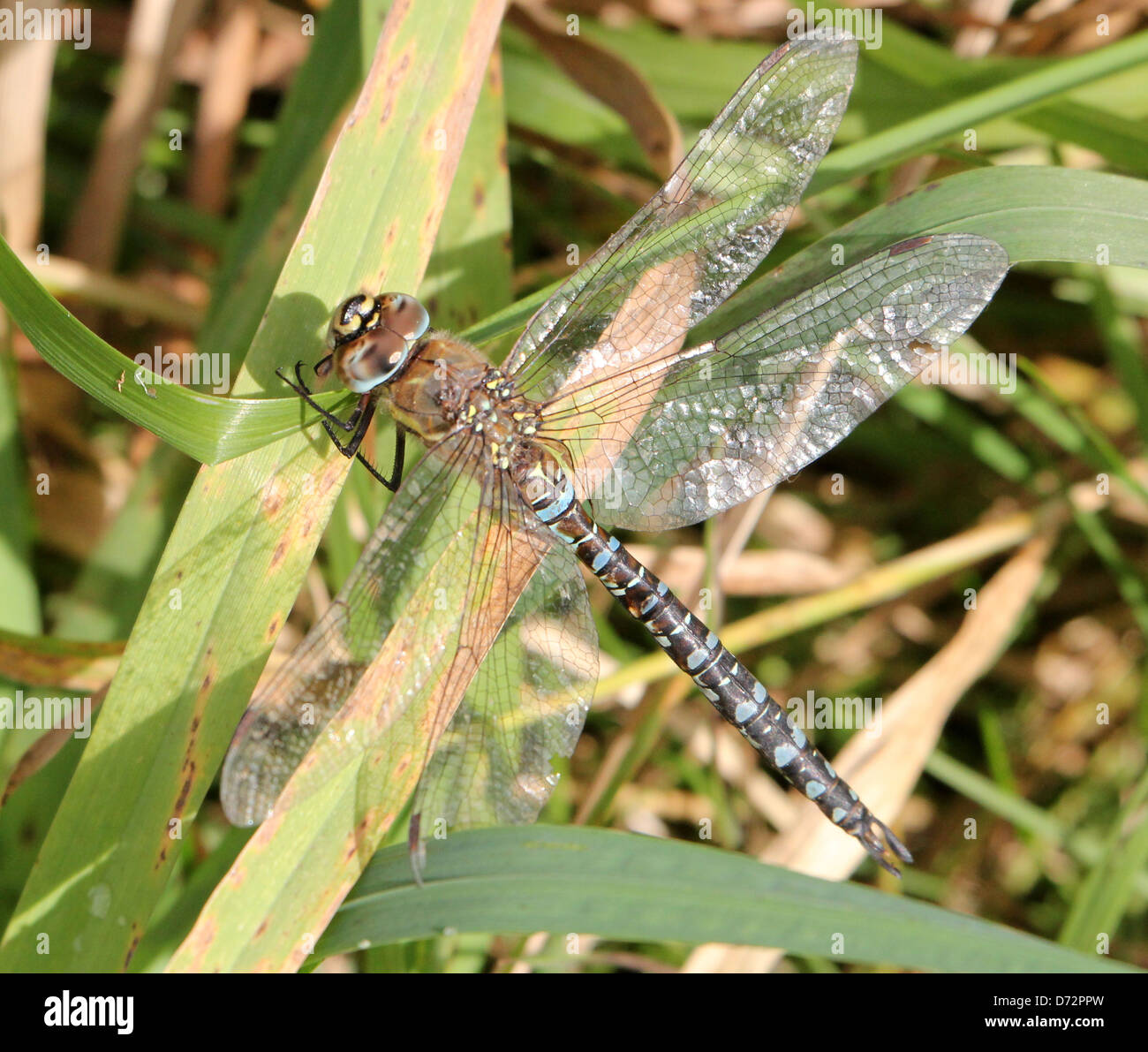 Detailed macro image of a Migrant Hawker-dragonfly (Aeshna mixta) resting and posing Stock Photo