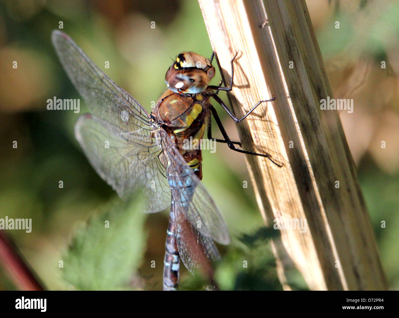 Detailed macro image of a Migrant Hawker-dragonfly (Aeshna mixta) resting and posing Stock Photo