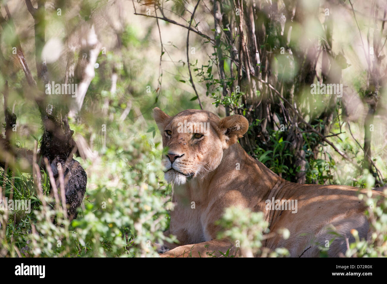 Hidden lion hi-res stock photography and images - Alamy
