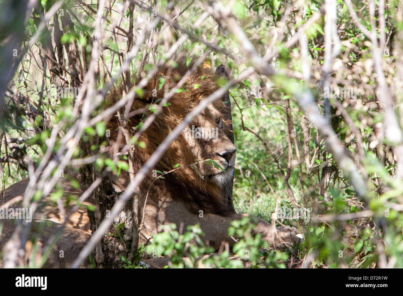 Lion in the bushes hi-res stock photography and images - Alamy